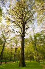 Les hêtres magnifiques de la forêt