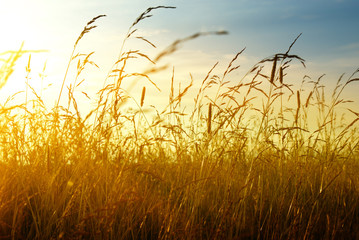 grass and sunset