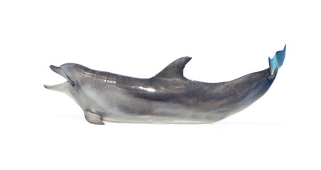 dolphin
