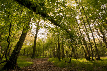 Fototapeta na wymiar Le sous-bois au printemps en Forêt