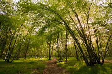 Fototapeta premium Le sous-bois au printemps en Forêt