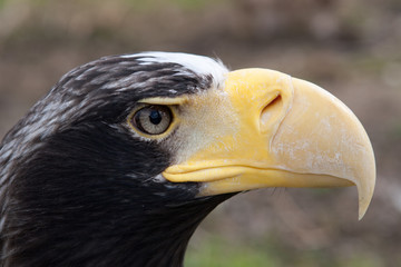 Eagle