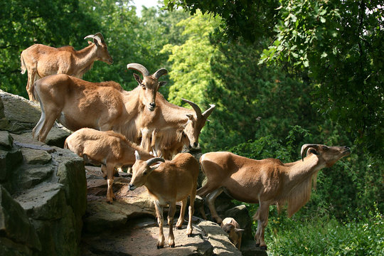 mouflon