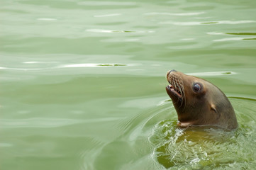 seal close-up in calm water