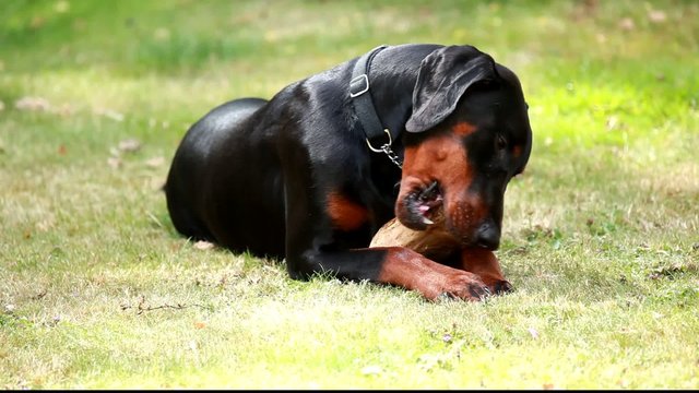 Nine month old Dobermann Pup chewing a log (saves furniture)