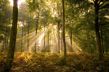 Rayons de soleil perçant le couvert des arbres en forêt
