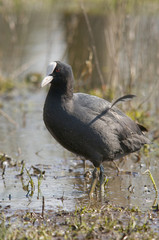 Foulque macroule