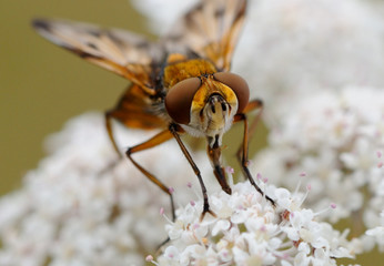 Macro de una mosca
