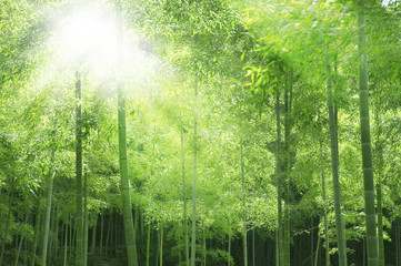 Fototapeta na wymiar Bamboo nasłonecznienie ? rozszerza