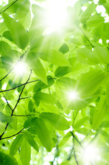 Fototapeta na wymiar Sunlight przez i konserwator zieleń