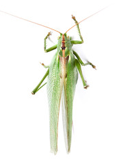 Locust isolated on white background.