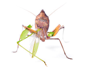 Mantis eats locust, isolated on white background.