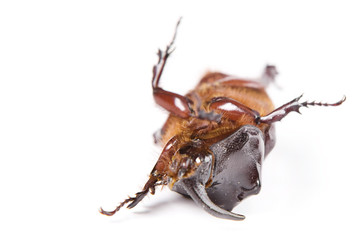 Rhinoceros beetle isolated on white background.