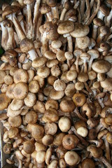 funghi chiodini