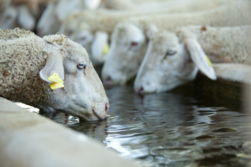 Fototapeta premium pecore che bevono
