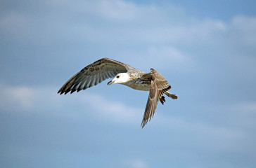 Flying seagull