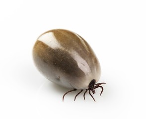 Fully fed blood-sucking tick