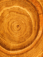 Naklejka premium Cut tree oak