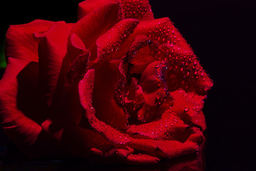 Red Rose