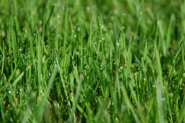 morning dew