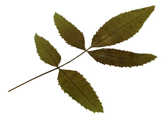 feuille sèche du faux-poivrier, schinus terebinthifolius