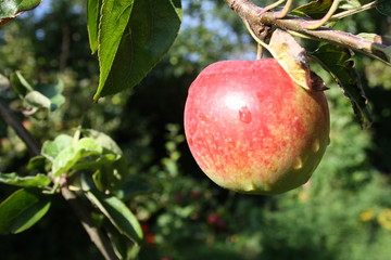 Obraz premium Apple Tree