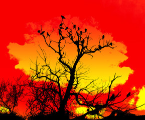 Orange Sky And Tree Foreground