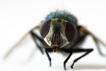 Stubenfliege Makrofoto