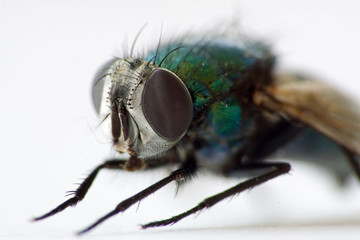 Stubenfliege Makroaufnahme