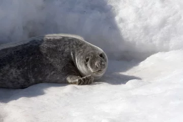 Fotobehang Grey seal © Gentoo Multimedia