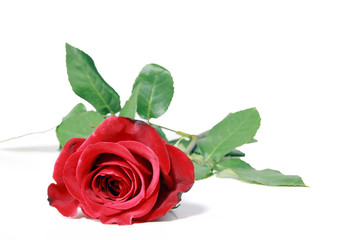 Fototapeta premium Rote Rose