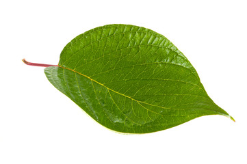 green leaves against white background