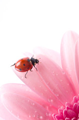 flower petal with lady bug