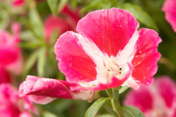 Red flower