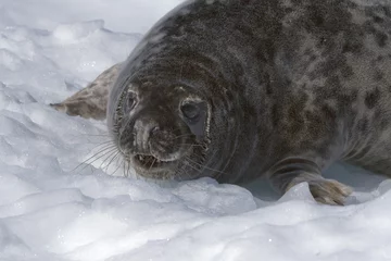 Papier Peint photo autocollant Arctique Grey seal