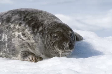 Fototapeten Arctica Grey seal  © Gentoo Multimedia