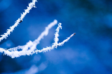 Ast im Winter