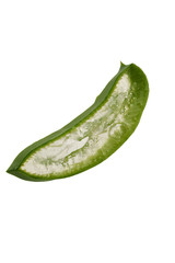 Aloe Vera Stück