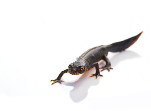 Salamander closeup on white