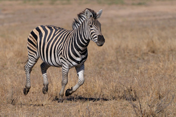 Zebra galloping