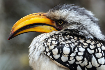 Yellow-billed Hornbill
