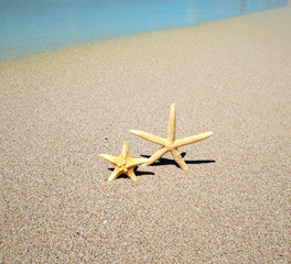 two starfish on a beach