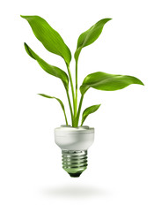 Fototapeta na wymiar Zielony wzrost z eko lampy oszczędzania energii