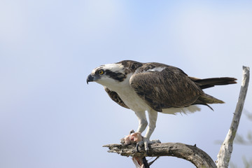 osprey, pandion haliaetus