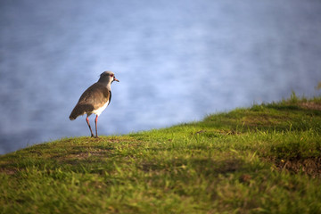 Bird near Llanquihue lake, Chile