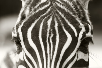 close up of a zebra head, sepia look