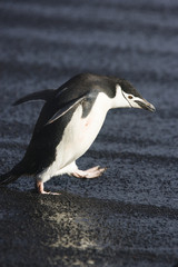 Chinstrap penguin