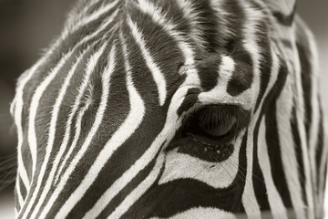 Fototapeta na wymiar close up of a zebra head, sepia look