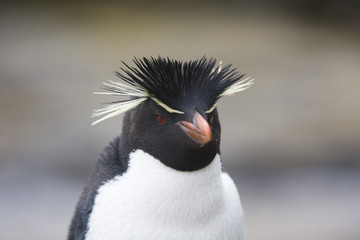 Rockhopper penguin portrait