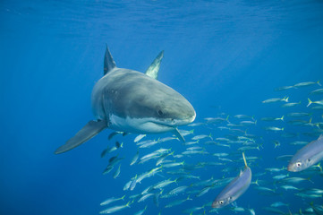 Obraz premium Great White Shark